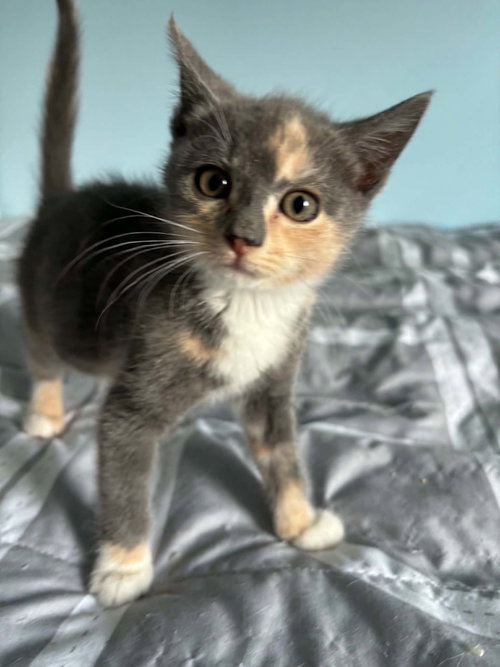 Addy-Not at the shelter (Kristy)