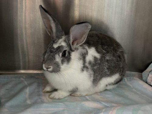 Clover - At shelter