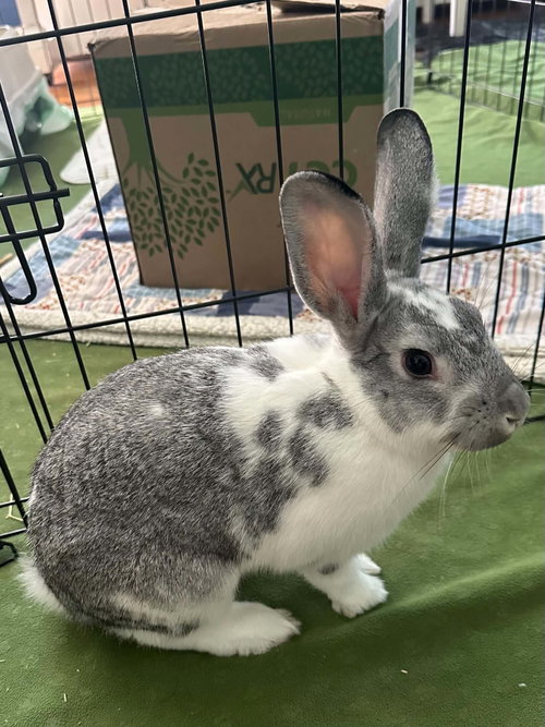 Photo 2 of Tony: Not at shelter (Sierra)
