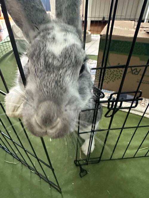 Photo 3 of Tony: Not at shelter (Sierra)