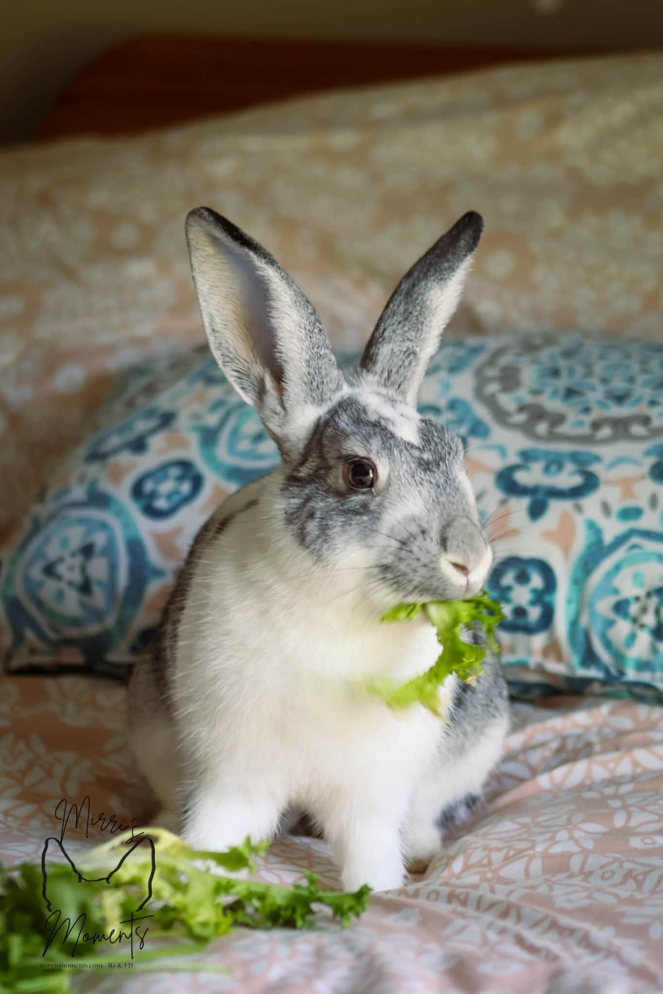 Tony: Not at shelter (Allison), rabbit