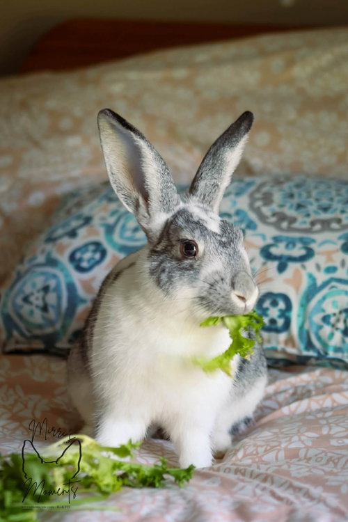 Tony: Not at shelter (Sierra), a rabbit for adoption from Friends of Campbell County Animal Control
