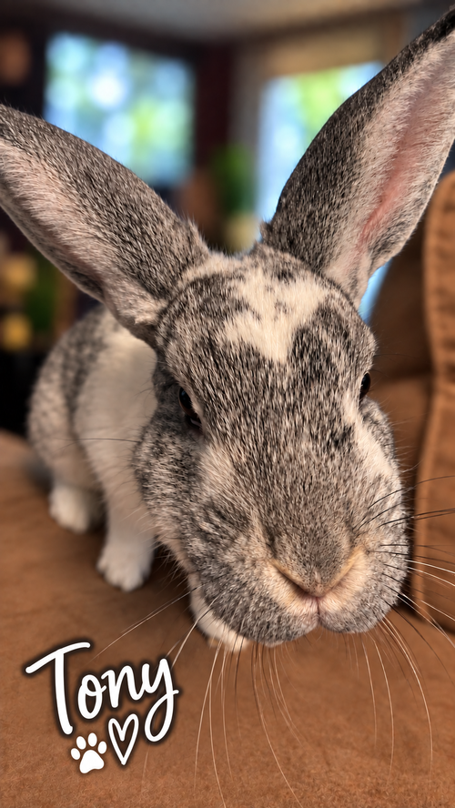 Photo 4 of Tony: Not at shelter (Sierra)