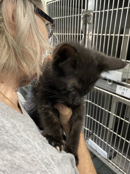 Perseverance- Not at the Shelter (Shannon)