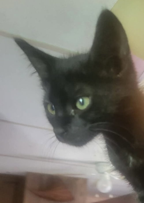 Perseverance- Not at the Shelter (Shannon), Baby Domestic Short Hair (short coat), cat for adoption in Lynchburg, Virginia