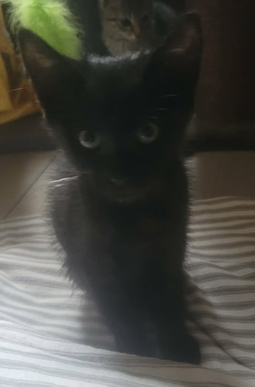 Perseverance- Not at the Shelter (Shannon), an adoptable Domestic Short Hair in Rustburg, VA