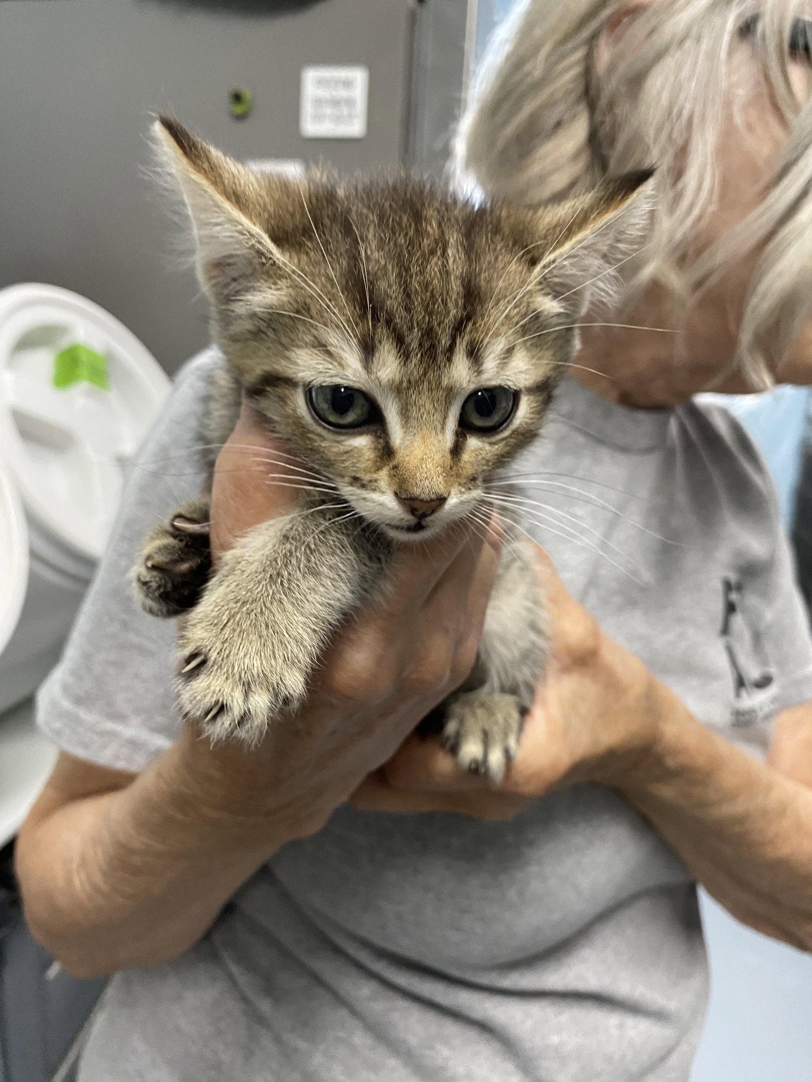 Spirit - Not at the shelter (Shannon), photo 4