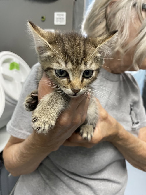Spirit - Not at the shelter (Shannon)