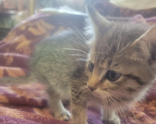 Spirit - Not at the shelter (Shannon), Baby Domestic Short Hair (short coat), cat for adoption in Lynchburg, Virginia