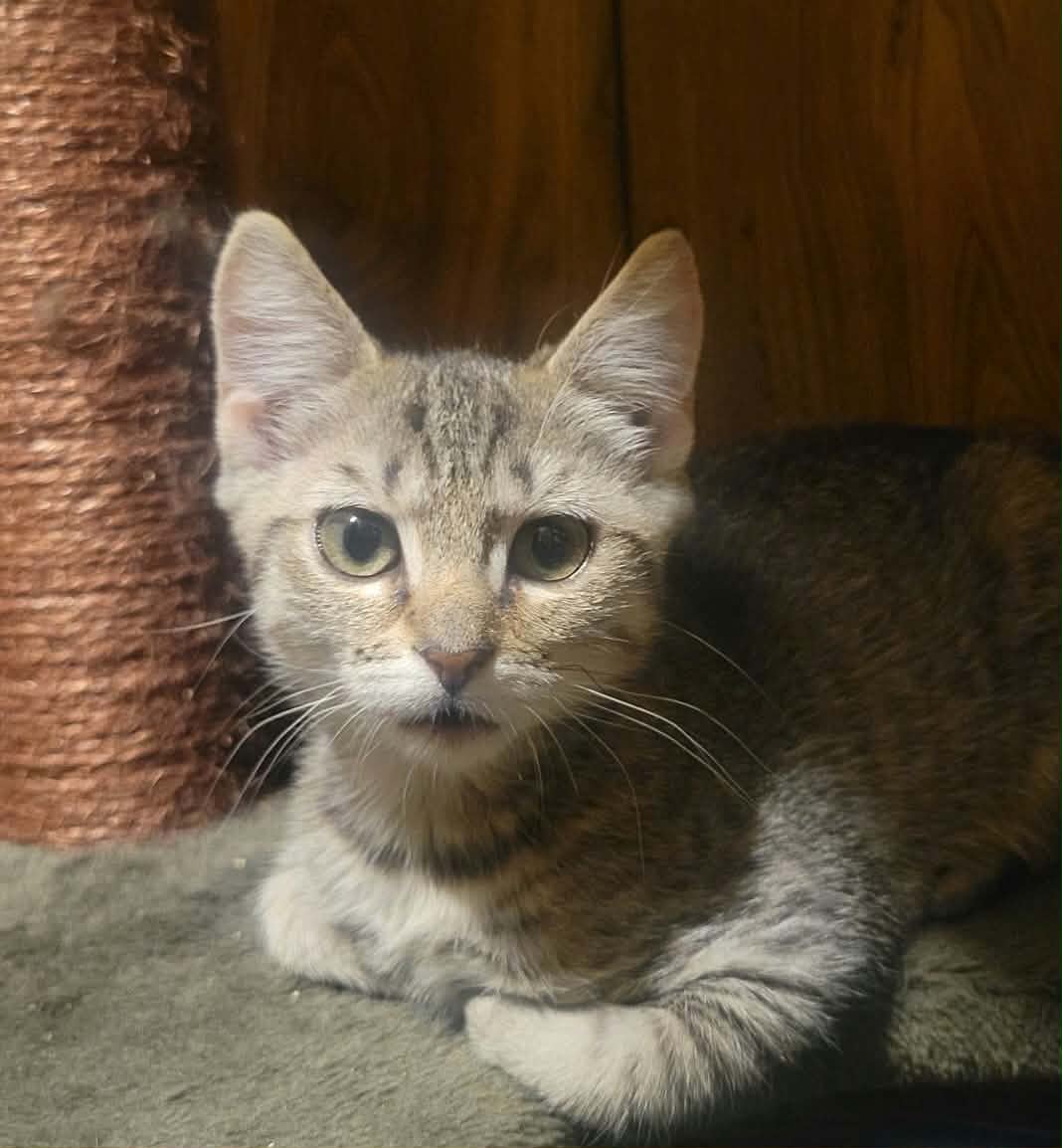 Spirit - Not At The Shelter Shannon