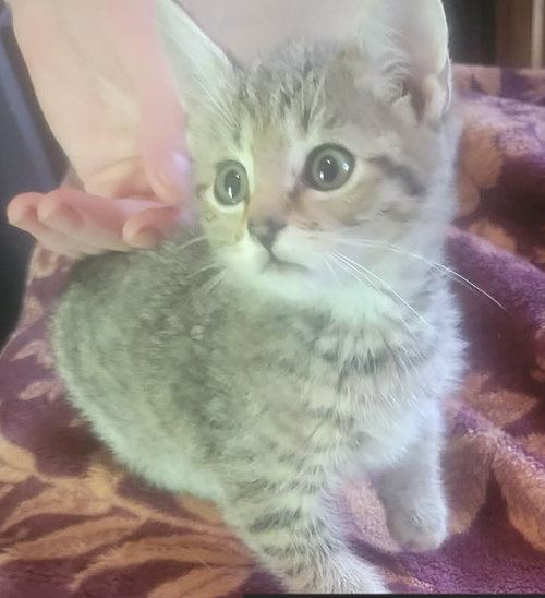 Souvenir - Not at the Shelter (Shannon), Baby Domestic Short Hair (short coat), cat for adoption in Lynchburg, Virginia