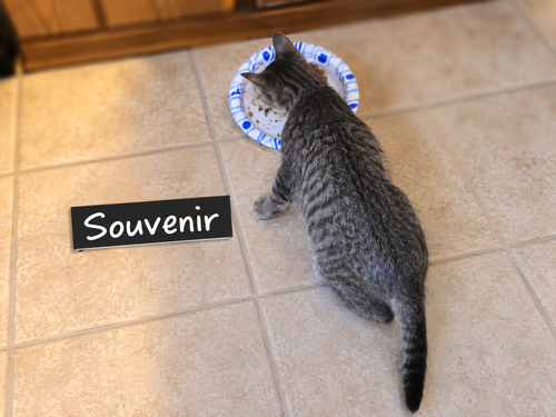 Souvenir - Not at the Shelter (Shannon), a cat for adoption from Friends of Campbell County Animal Control