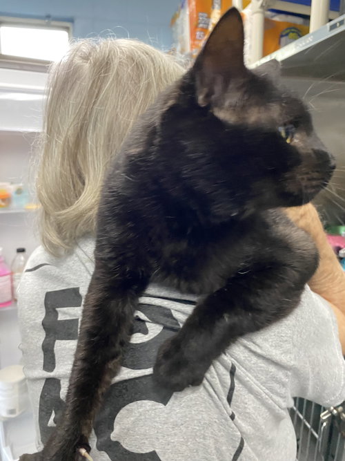 Bubba - At shelter