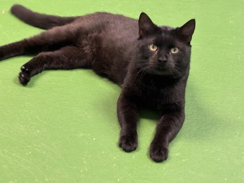 Buddha: At shelter, Adult Domestic Short Hair / Mixed (short coat), cat for adoption in Lynchburg, Virginia