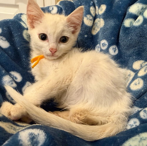 Little Erik - Not at the shelter (Faith)
