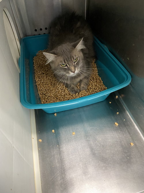 Sundae - At shelter