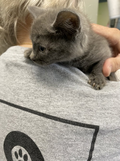 Caramel - At shelter