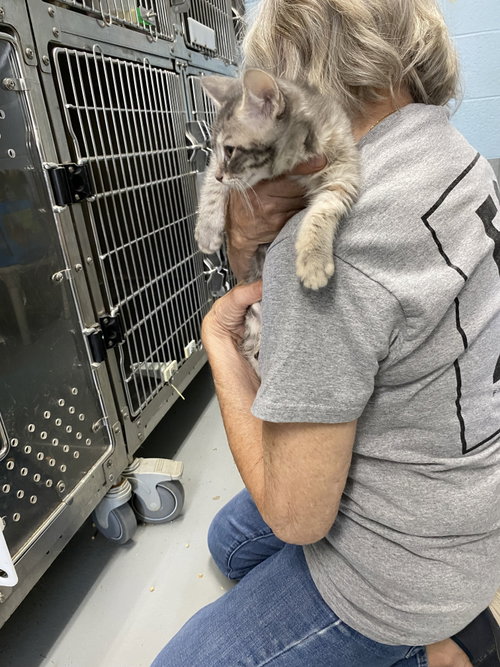 Fudge - At shelter
