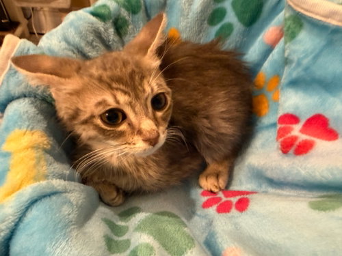Fudge photo 2