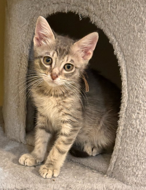 Fudge - Not at the Shelter (Faith), an adoptable Domestic Short Hair in Rustburg, VA