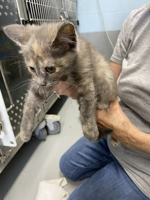 Sprinkles - At shelter