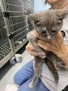 Marshmallow - Not at the Shelter (Faith)