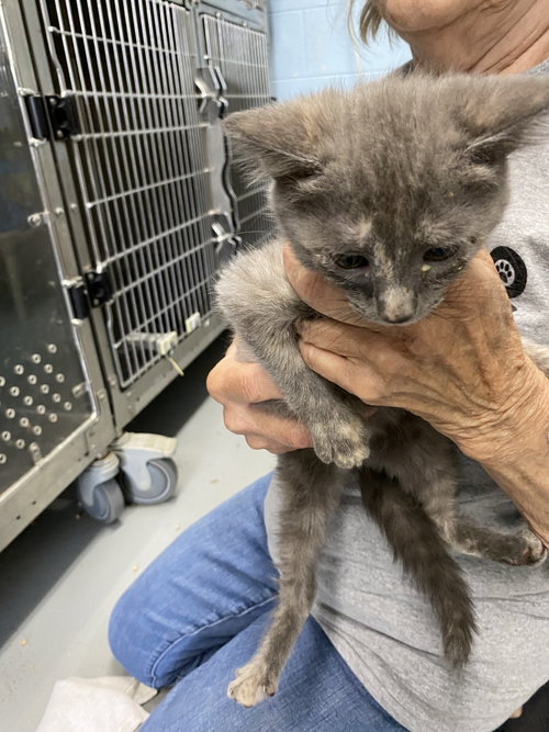 Marshmallow - At shelter