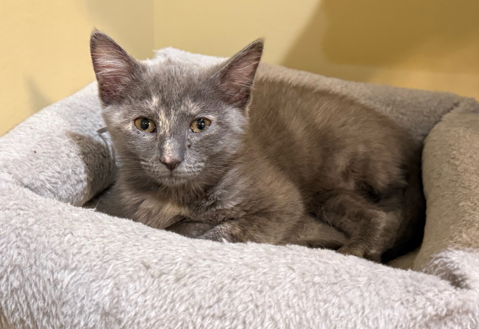 Marshmallow - Not at the Shelter (Faith), photo 3