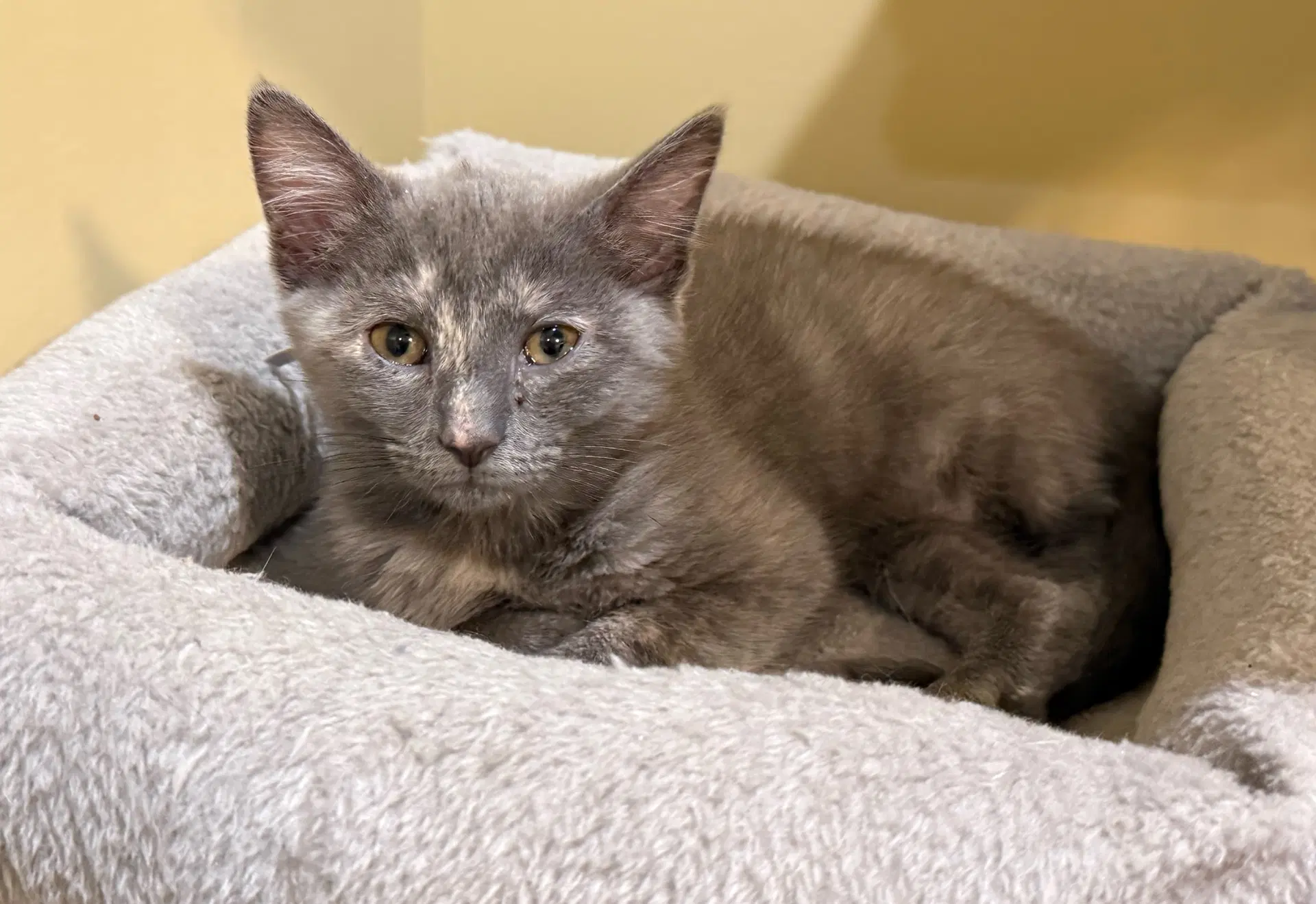 Marshmallow - Not At The Shelter Faith image 2