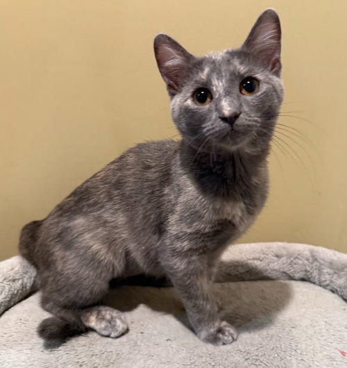 Marshmallow - Not at the Shelter (Faith)