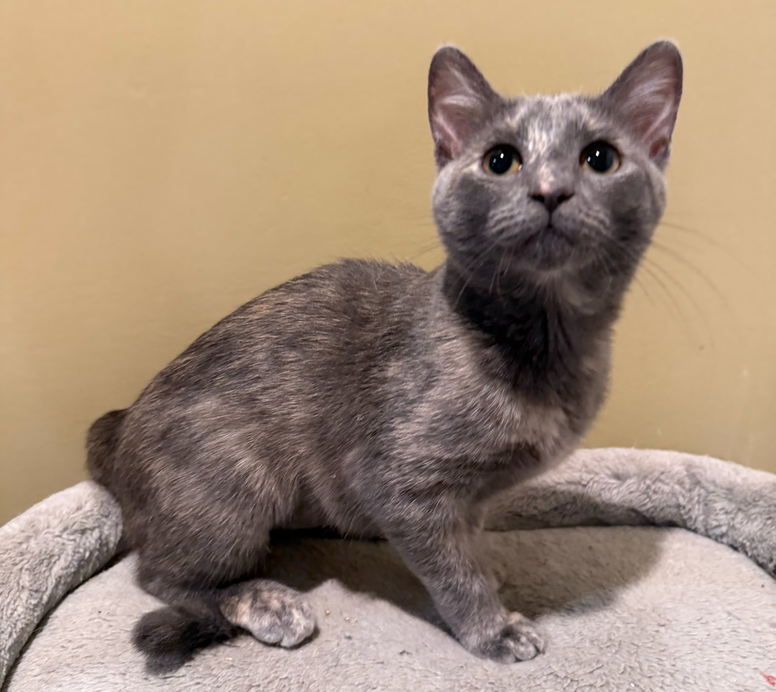 Marshmallow - Not at the Shelter (Faith), photo 6