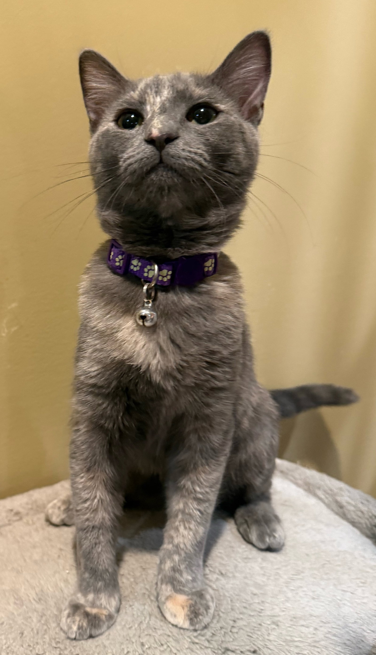 Marshmallow - Not at the Shelter (Faith), photo 8