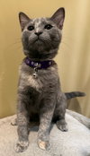 Marshmallow - Not at the Shelter (Faith)