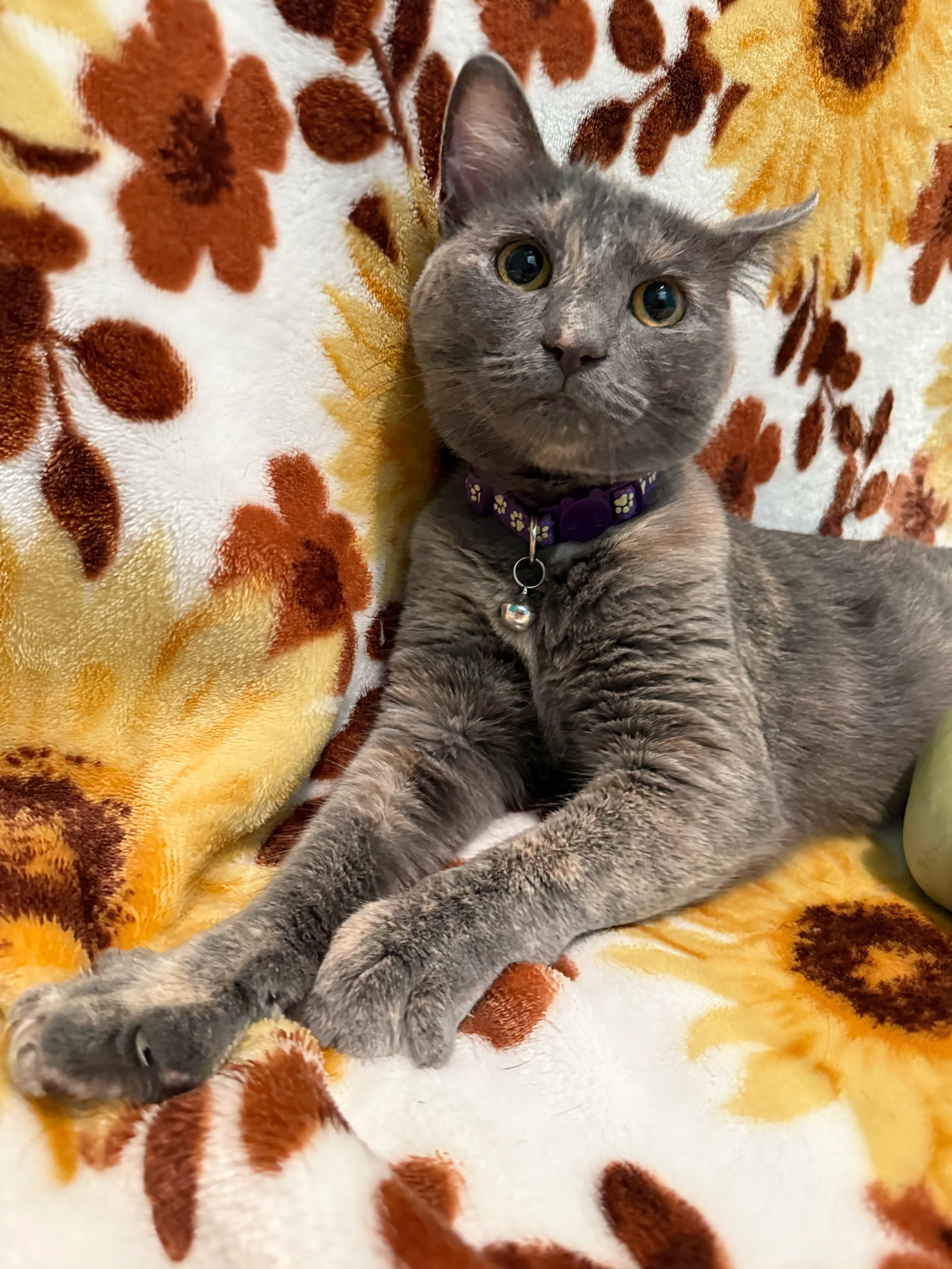 Marshmallow - Not at the Shelter (Faith)