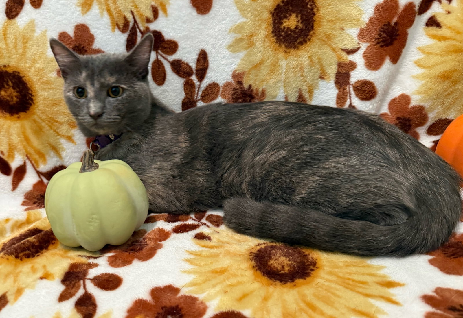 Marshmallow - Not at the Shelter (Faith), photo 9