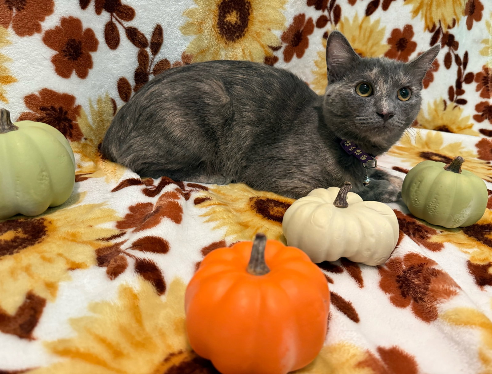 Marshmallow - Not at the Shelter (Faith), photo 10