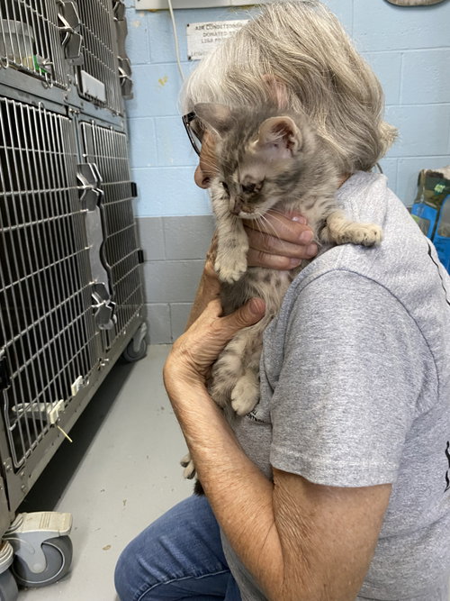 Strawberry - At shelter