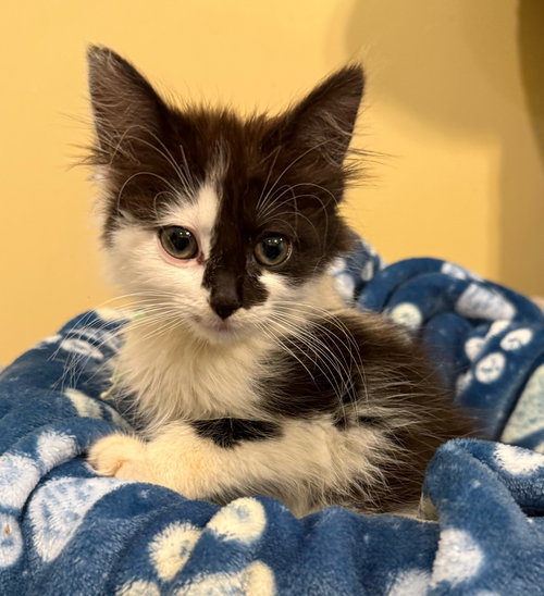 Kim - Not at the Shelter (Faith)