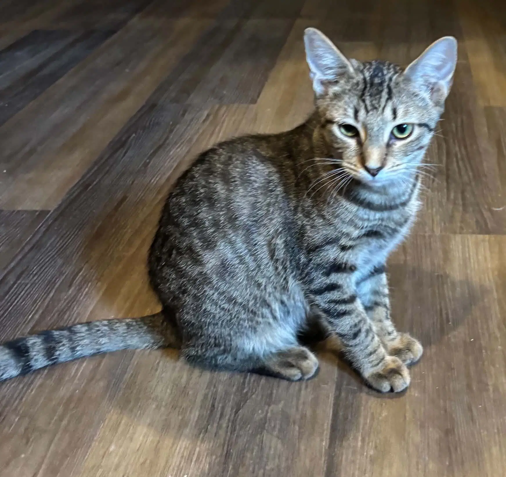 Denim - Not At The Shlelter Kristy - Domestic Short Hair