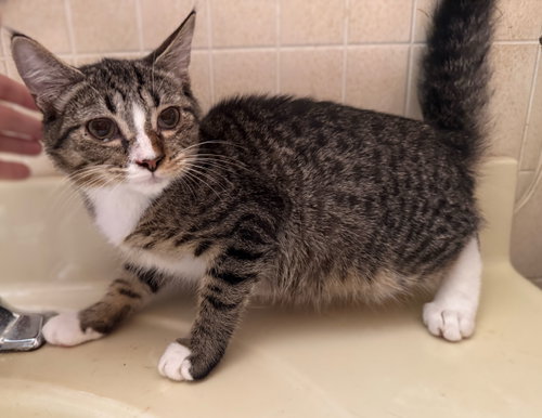 Photo 3 of Cotton - Not at the Shelter (Kristy)