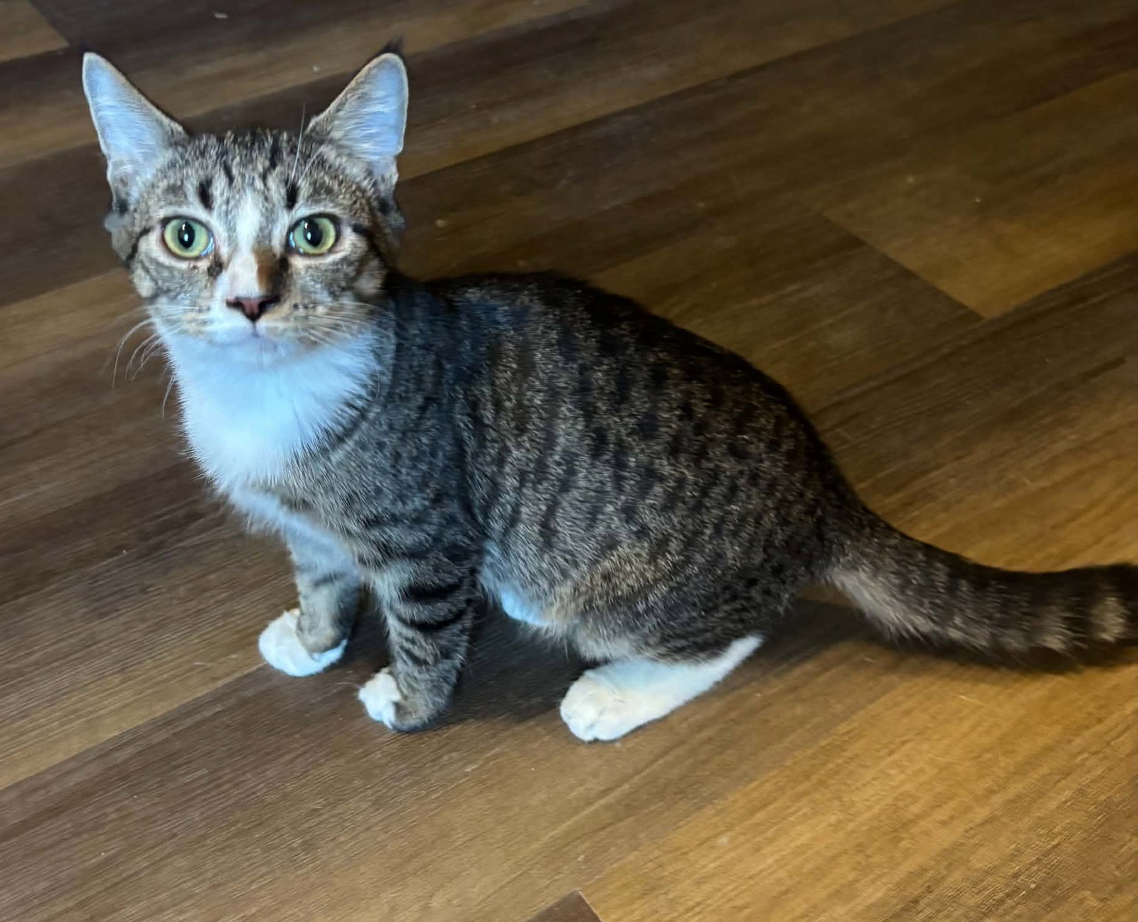 Denim - Not at the Shelter (Kristy)