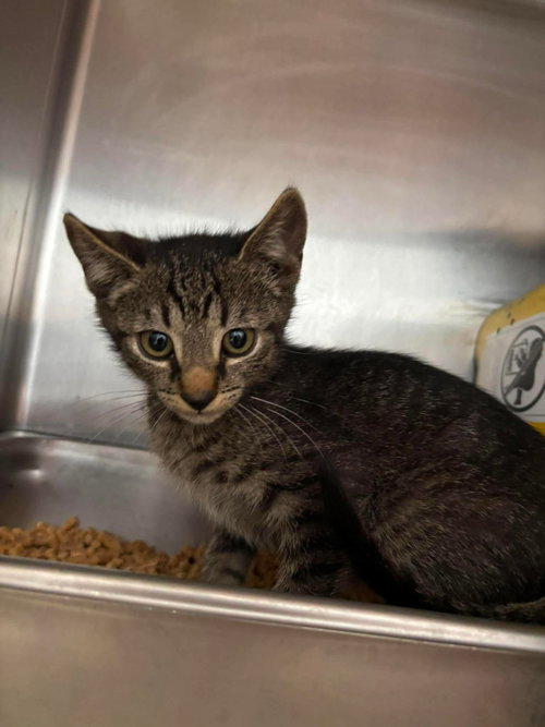 Elias -  Not At shelter ( Debra K), an adoptable Domestic Short Hair in Rustburg, VA