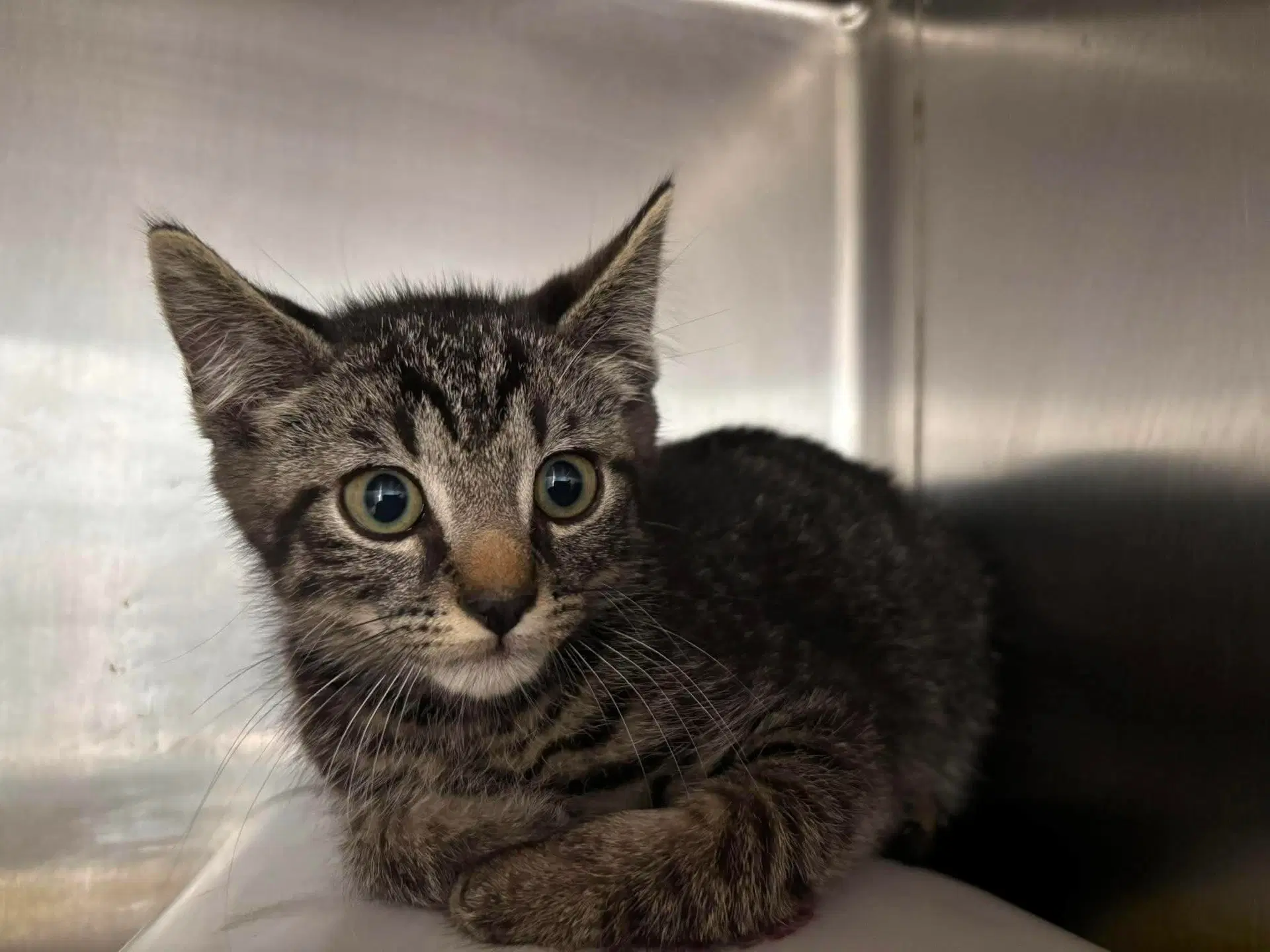 Elijah - Not At Shelter  Debra K - Domestic Short Hair