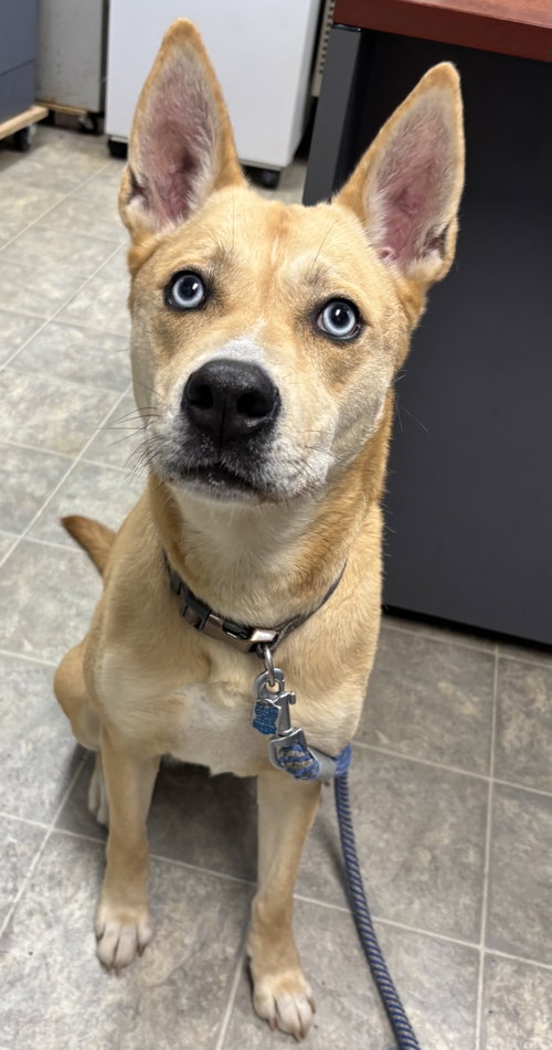 Aspen: At The Shelter