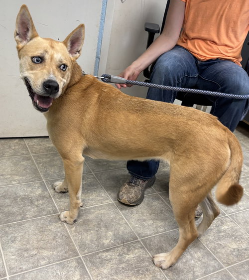 Aspen: At The Shelter photo 2