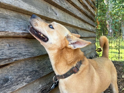 Aspen: At The Shelter photo 6