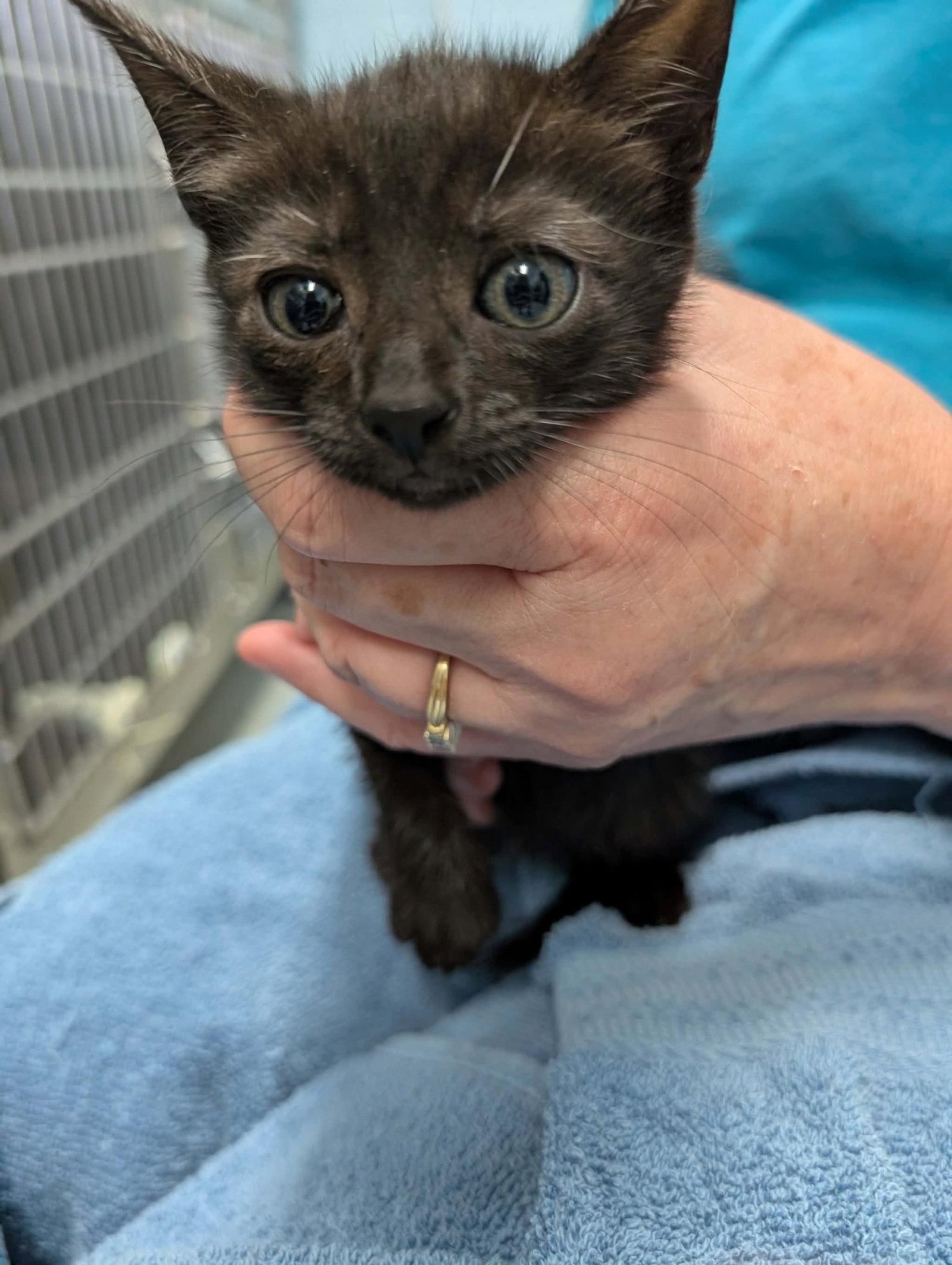 Fugue: Not At shelter (Kendra), cat