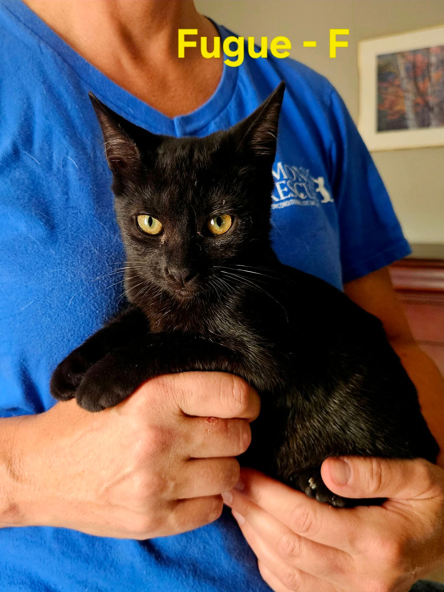 Fugue: Not At shelter (Kendra)