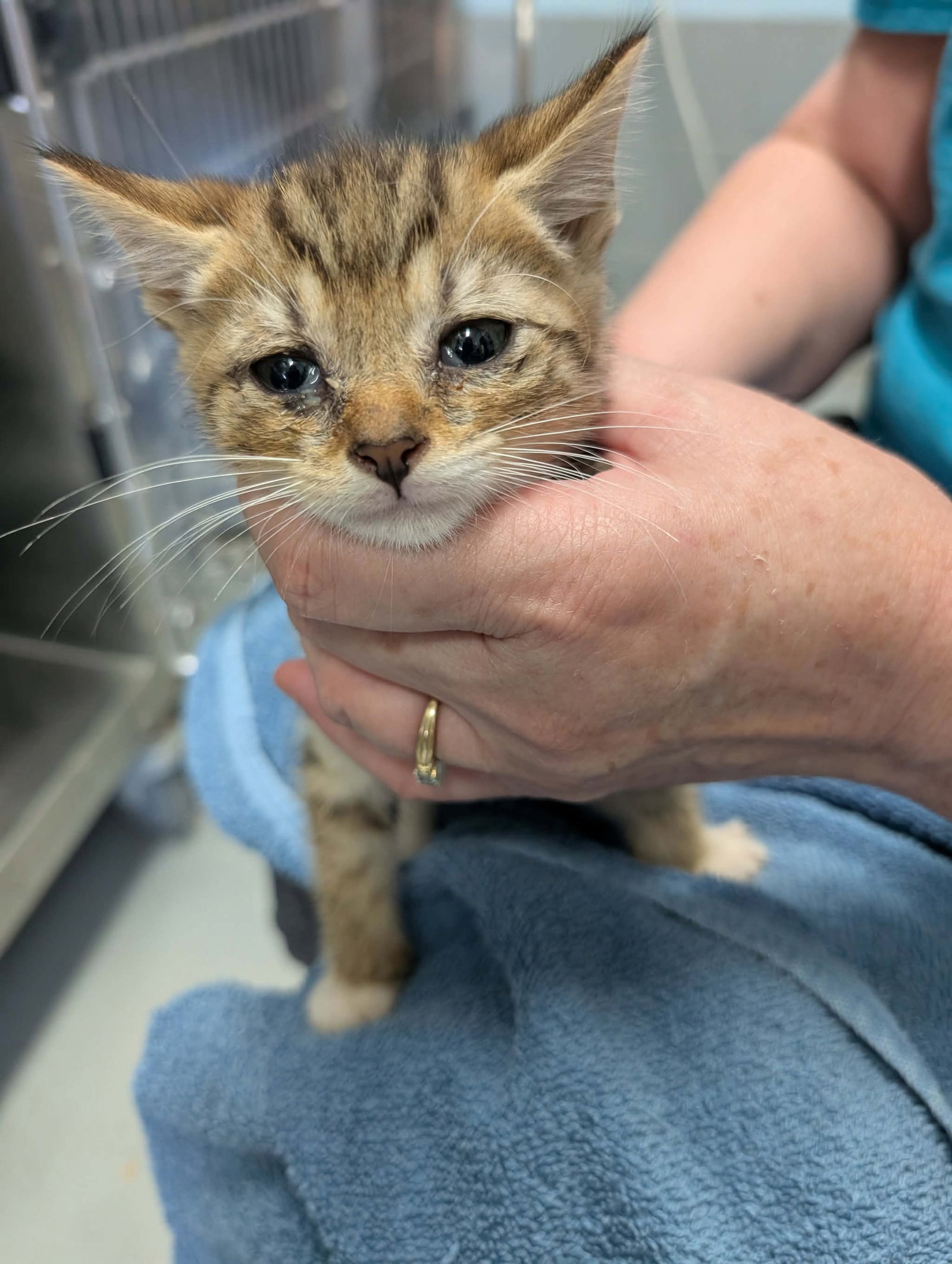 Sonata - Not at shelter (Kendra), cat