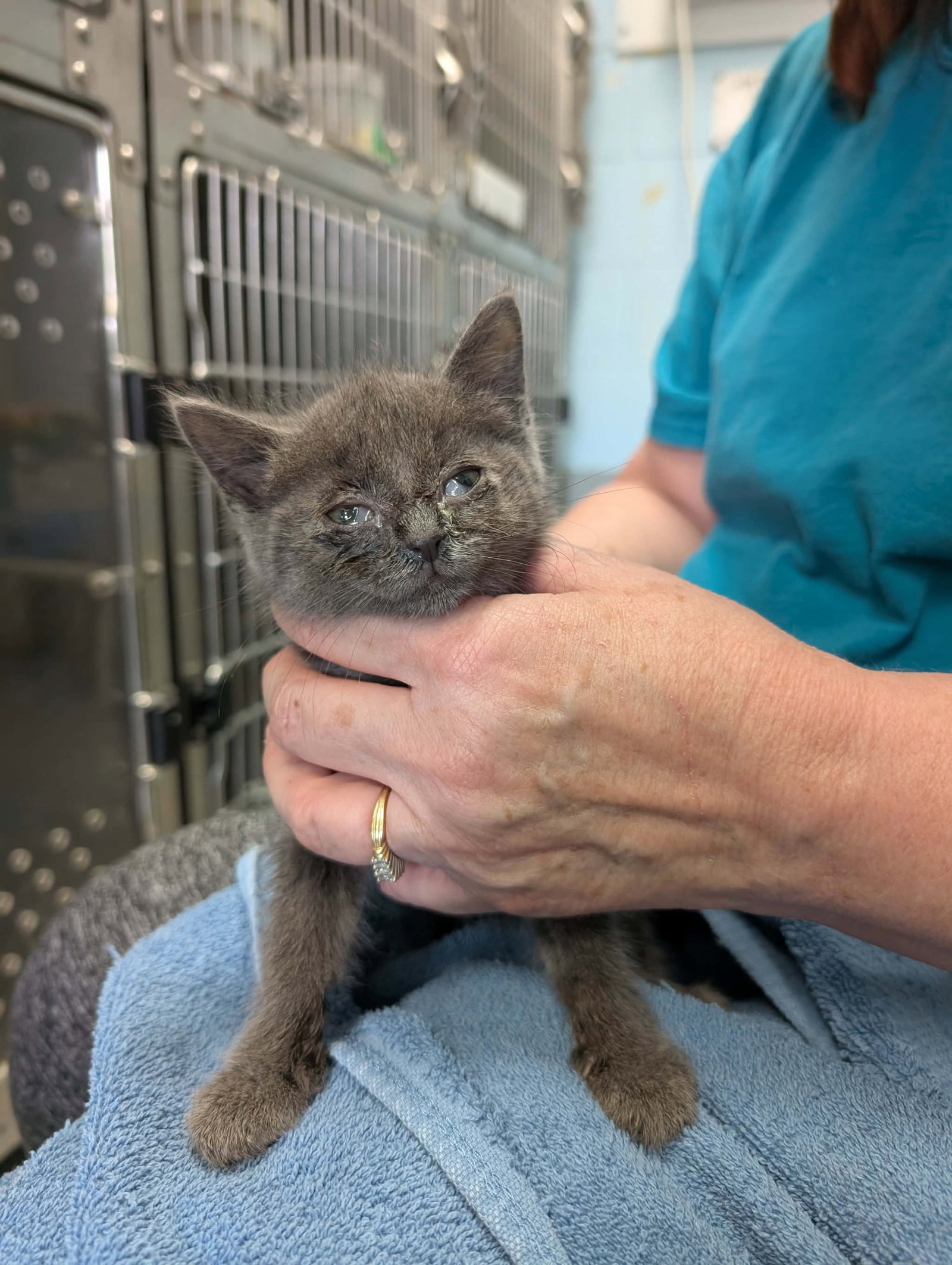 Topaz - Not at shelter (Kendra), cat